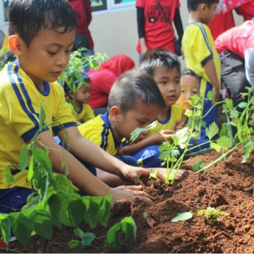 TK NEGERI PEMBINA CIBINONG KENALKAN PROGRAM BERTANI